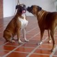 Somos Brenda y Tequila en el garaje de nuestra casa en la ciudad de Maracay Venezuela, somos las reinas de este hogar, nos cuidan y aman mucho nuestra dueña,   saludos y muchos guau guau.   